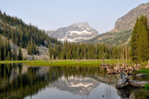 Invasive plant drives ecological change in America’s gigantic Selway–Bitterroot Wilderness (commentary)