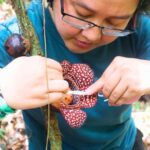 Aurora State College discovers rare Rafflesia bloom in Sierra Madre