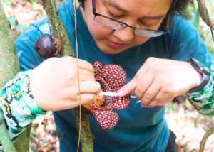Aurora State College discovers rare Rafflesia bloom in Sierra Madre
