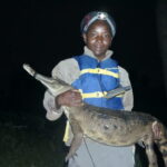 Côte d’Ivoire’s tree-climbing crocodile needs to be protected, scientist says