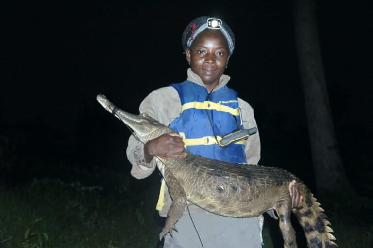 Côte d’Ivoire’s tree-climbing crocodile needs to be protected, scientist says