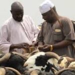 Eid-el-Kabir: Ram Prices Soar in Ibadan as Buyers Struggle Ahead of Sallah