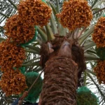 Saudi Arabia Launches Early Date Harvest Campaign