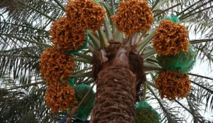 Saudi Arabia Launches Early Date Harvest Campaign