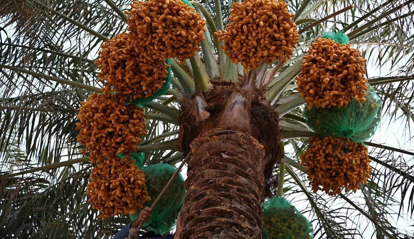Saudi Arabia Launches Early Date Harvest Campaign
