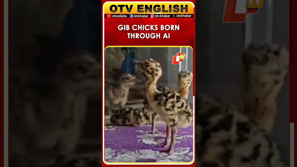 Great Indian Bustard Conservation Breakthrough: 2 New Chicks Hatched Using AI Technology! | OTV