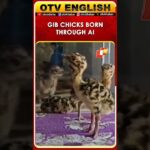 Great Indian Bustard Conservation Breakthrough: 2 New Chicks Hatched Using AI Technology! | OTV