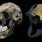 ‘A weird result from an already weird hominin’: Archaeologists discover all Homo naledi skeletons found in South African cave are female