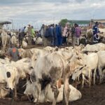 MoFA cracks down on illegal livestock markets ahead of Eid