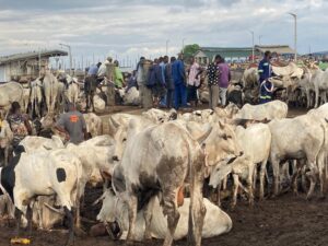 MoFA cracks down on illegal livestock markets ahead of Eid