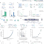 DNA-guided CRISPR–Cas12 for cellular RNA targeting