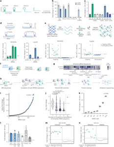 DNA-guided CRISPR–Cas12 for cellular RNA targeting