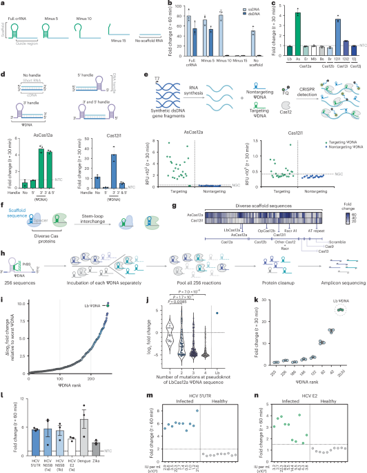 DNA-guided CRISPR–Cas12 for cellular RNA targeting