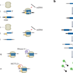 Guide DNA — not RNA — expands the CRISPR toolkit