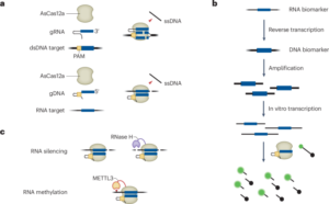 Guide DNA — not RNA — expands the CRISPR toolkit