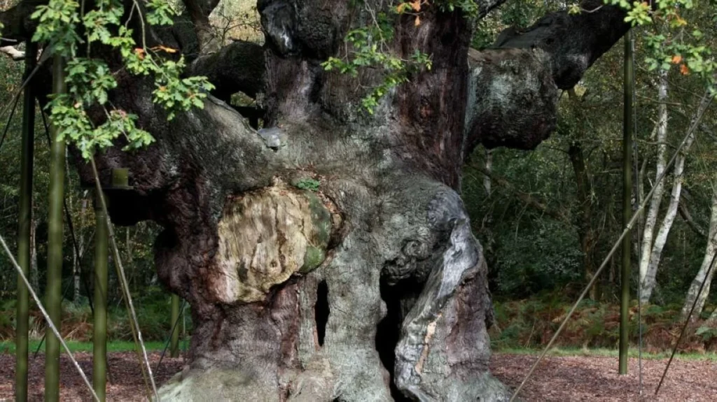 Major Oak of Sherwood Forest, Robin Hood’s legendary tree, dies at 1,200 years old