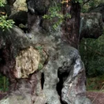 Major Oak of Sherwood Forest, Robin Hood’s legendary tree, dies at 1,200 years old