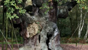 Major Oak of Sherwood Forest, Robin Hood’s legendary tree, dies at 1,200 years old
