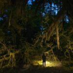 The best ways to explore America’s national parks at night