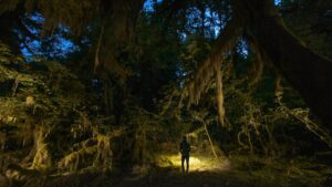 The best ways to explore America’s national parks at night
