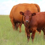 How South Africa’s new FMD management measures protect farmers and livestock trade